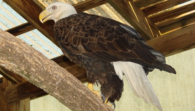 Rehabilitated Bald Eagle Released July 4