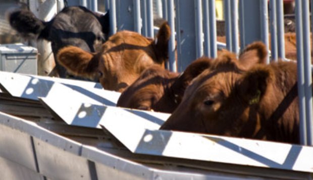 Northeast Missouri Beef Producers Honor Stock Buyers