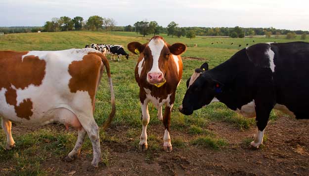 Heifers with Top Genetics Attract Buyers at Show-Me-Select Sales in Green City