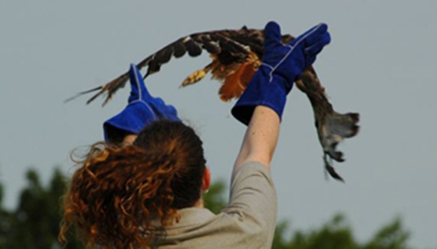 MU’s Raptor Rehabilitation Project Releases Bald Eagle