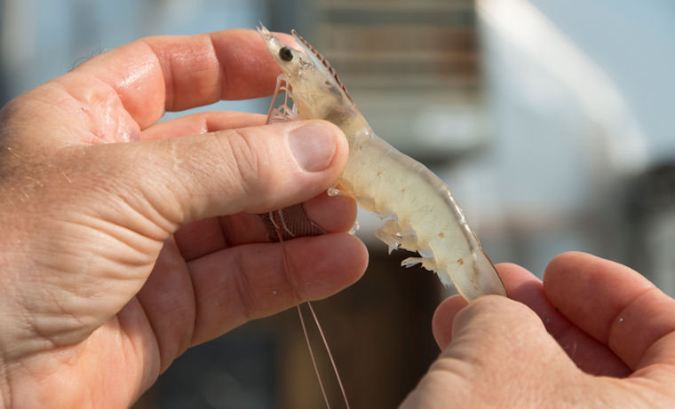 Down on the Farm Shrimp