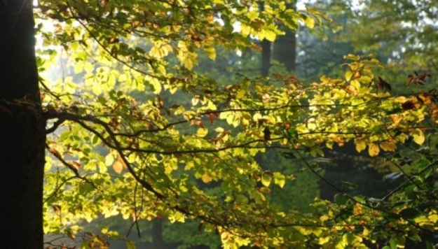 Gentry County Extension Expert Offers Advice on Black Walnut Disease