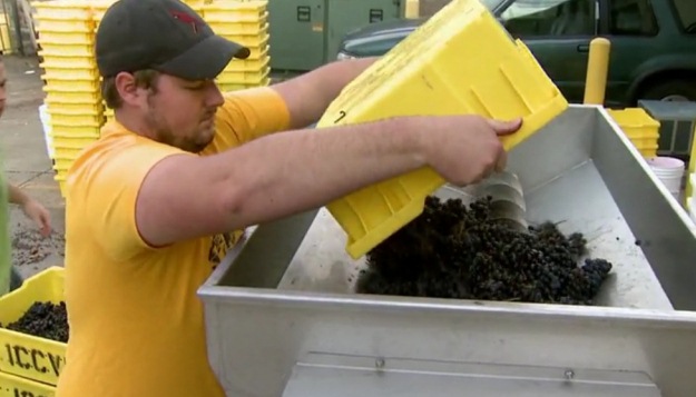 Tasters Evaluate Wines From MU Experimental Winery