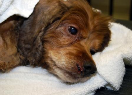 MU Veterinary Team helps Dog Paralyzed in Tornado Walk Again