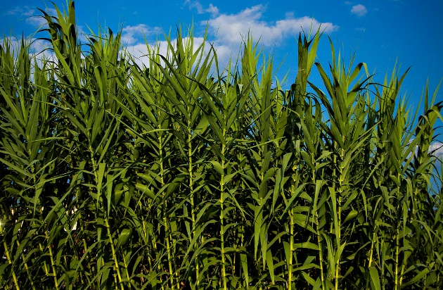 Biomass Power Plants Could Help Rural Economies