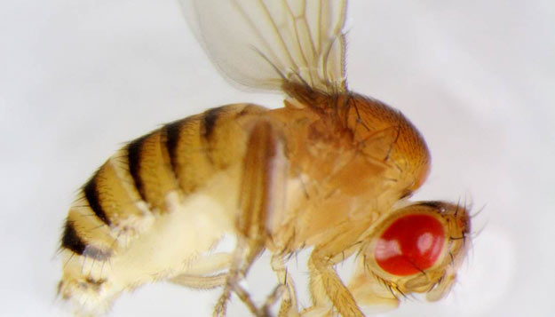 MU biologist receives NIH grant to study diet