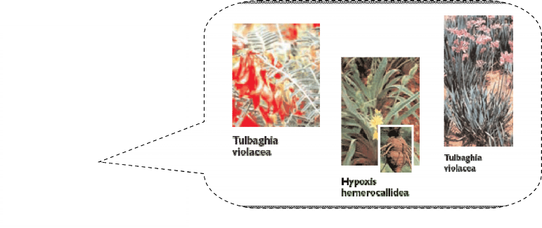 A photo containing images of various South African plants