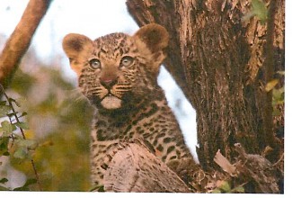 A wild cat in a tree