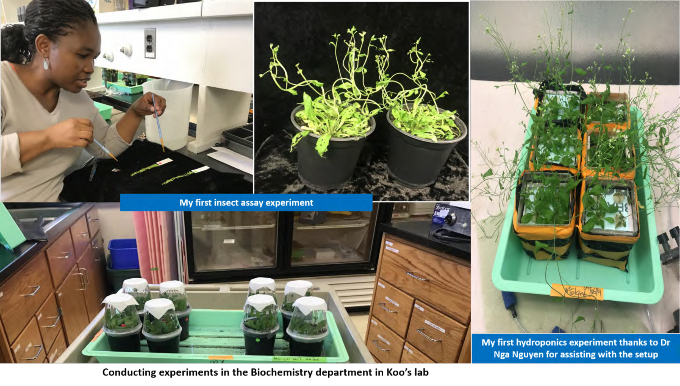 First insect assay experiment and hydroponics experiment