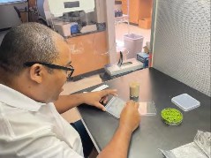 Me growing Marchantia back at MU in the Mendoza-Cozatl laboratory.