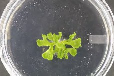 Marchantia growing on MS media-agar in my laboratory at UWC (Picture courtesy of Chelsey Smith).