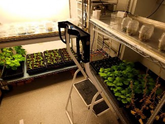 Figure 2: Nicotiana benthamiana