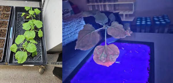 Figure 5: Nicotiana benthamiana leaves