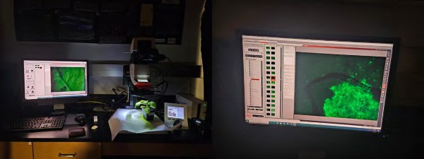 Figure 6: Fluorescence microscopy setup and visualization of neon green expression in Nicotiana benthamiana.