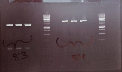 Gel electrophoresis showing PCR amplification of two promoter regions.