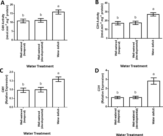 Changes in the enzymatic activities of C4H and C3H
