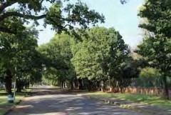 A scene of trees along a shaded road.