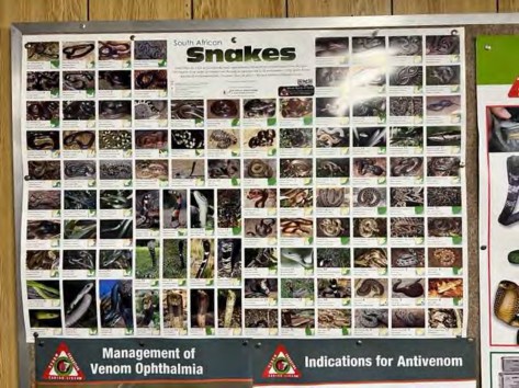 A picture of all of the various South African snakes.