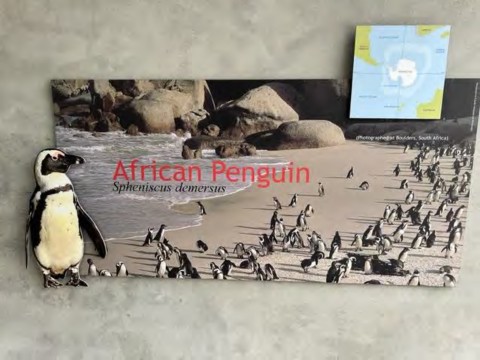 A poster showing African penguins.