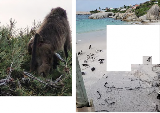 Animals and a scenic shot from the coastline