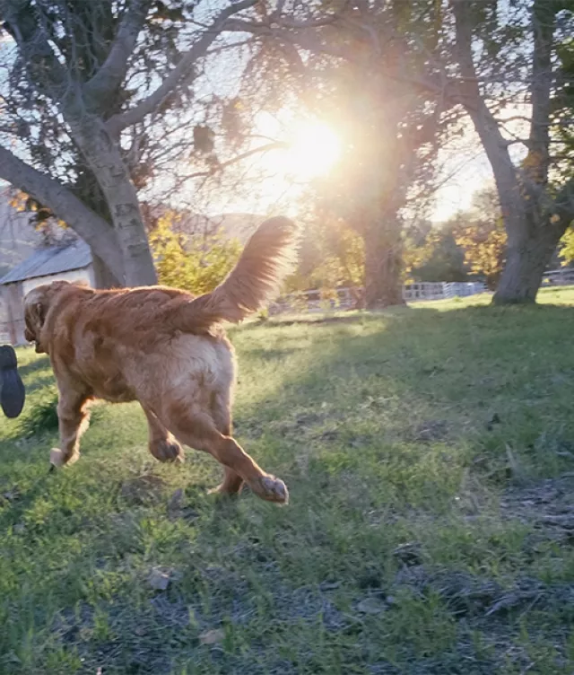 Person and dog jogging away from camera through grass; sun peeking from behind trees in background