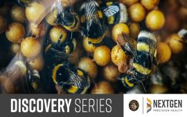 Bumblebees socializing