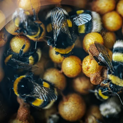 Bees swarming in a small area