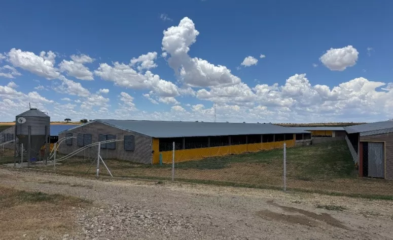 Long, low barns of the gestation facility