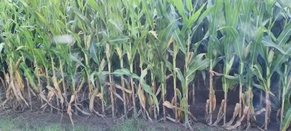 A row of corn plants