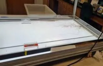 Roots spread out in a backlit tray in the photo booth