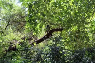 Vervet monkey on leafy tree branches