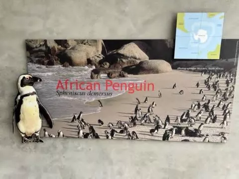 Postcard showing African penguins on a beach