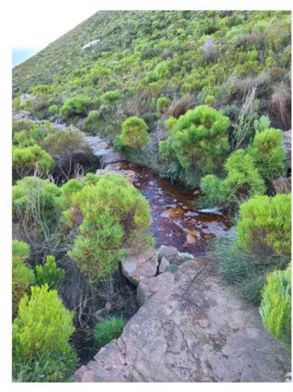 A stream runs through a green and rocky hillside