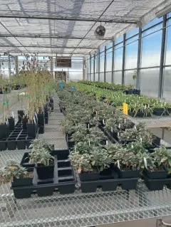 Greenhouse at the Oertli Hardy Plant Nursery