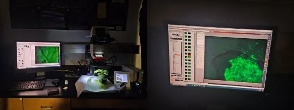 Figure 6: Fluorescence microscopy setup and visualization of neon green expression in Nicotiana benthamiana.