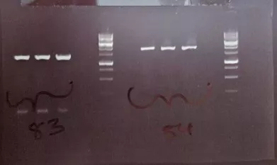 Gel electrophoresis showing PCR amplification of two promoter regions.