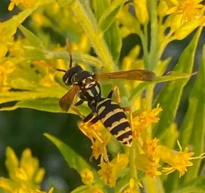 A European paper wasp on a green stem of small yellow flowers.