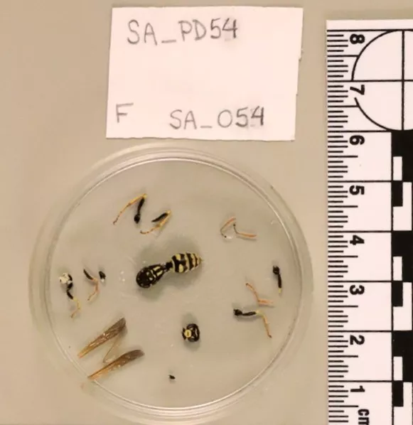 A small dish of wasp parts with a label and ruler.