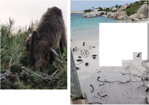 Animals and a scenic shot from the coastline