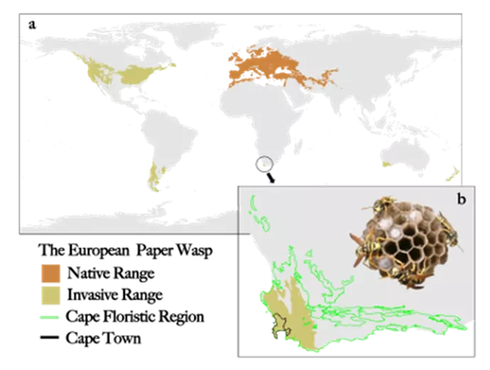World map showing the native and invasive ranges of the European paper wasp. Europe is shown as the native range, while invasive populations occur in North America, South America and South Africa. An inset highlights the invasion in South Africa, including the Cape Floristic Region and Cape Town, and includes a photograph of a wasp nest.