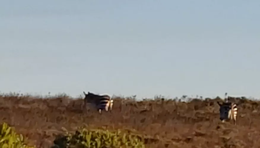 Zebras grazing in an open field
