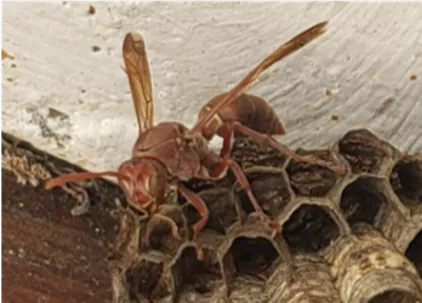 Close up of a paper wasp sitting on a nest