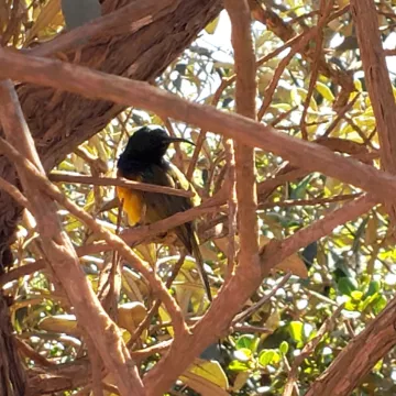Orange-breasted sunbird perched among branches.